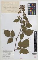 Isotype of Rubus erythrops Edees & A.Newton [family ROSACEAE]
