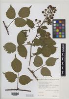 Holotype of Rubus fuscicaulis Edees [family ROSACEAE]