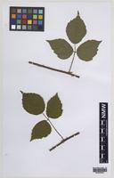 Paratype of Rubus fuscicaulis Edees [family ROSACEAE]