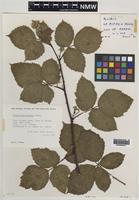 Paratype of Rubus hebridensis Edees [family ROSACEAE]