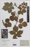 Syntype of Rubus hesperius W.M.Rogers [family ROSACEAE]