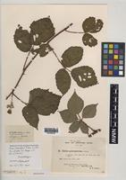 Isolectotype of Rubus heterobelus Sudre [family ROSACEAE]