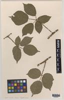 Isolectotype of Rubus hyposericeus Sudre [family ROSACEAE]
