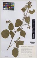 Paratype of Rubus informifolius Edees [family ROSACEAE]