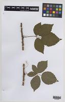 Paratype of Rubus infestior Edees [family ROSACEAE]