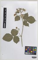 Holotype of Rubus iscanus A.Newton & M.Porter [family ROSACEAE]