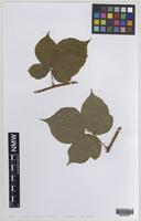 Syntype of Rubus laxatifrons W.C.R.Watson [family ROSACEAE]
