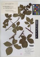 Isolectotype of Rubus melanocladus (Sudre) Ridd. [family ROSACEAE]