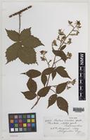 Paratype of Rubus merlinii A.Newton & M.Porter [family ROSACEAE]