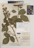 Holotype of Rubus milfordensis Edees [family ROSACEAE]