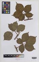 Isoparatype of Rubus monensis W.C.Barton & Ridd. [family ROSACEAE]