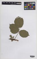 Syntype of Rubus mucronatiformis (Sudre) W.R.C.Watson [family ROSACEAE]