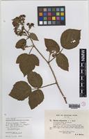 Isolectotype of Rubus murrayi Sudre [family ROSACEAE]