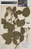 Syntype of Rubus monensis W.C.Barton & Ridd. [family ROSACEAE]