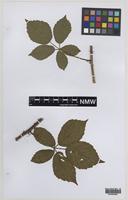 Paratype of Rubus norvicensis A.L.Bull & Edees [family ROSACEAE]