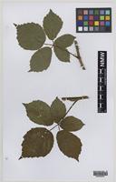 Paratype of Rubus norvicensis A.L.Bull & Edees [family ROSACEAE]