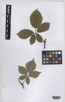 Paratype of Rubus norvicensis A.L.Bull & Edees [family ROSACEAE]