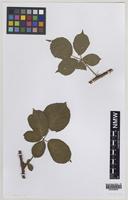 Isolectotype of Rubus oxyanchus Sudre [family ROSACEAE]