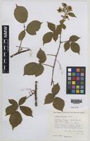 Paratype of Rubus painteri Edees [family ROSACEAE]