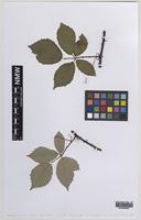 Paratype of Rubus percrispus D.E.Allen & R.D.Randall [family ROSACEAE]