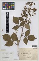 Isolectotype of Rubus phaeocarpus W.C.R.Watson [family ROSACEAE]
