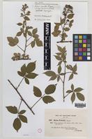Syntype of Rubus powellii W.M.Rogers [family ROSACEAE]
