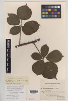 Isoparatype of Rubus rossensis A.Newton [family ROSACEAE]