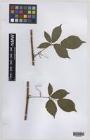 Paratype of Rubus turritus Edees [family ROSACEAE]