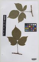 Paratype of Rubus turritus Edees [family ROSACEAE]