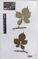 Isotype of Rubus rossensis A.Newton [family ROSACEAE]