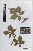 Isolectotype of Rubus rubritinctus W.C.R.Watson [family ROSACEAE]