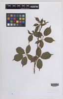Isolectotype of Rubus subintegribasis Druce [family ROSACEAE]
