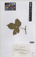 Syntype of Rubus trelleckensis Edees & A.Newton [family ROSACEAE]