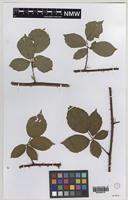 Isoparatype of Rubus varvicensis Edees [family ROSACEAE]