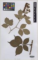 Isolectotype of Rubus wolley-dodii (Sudre) W.C.R.Watson [family ROSACEAE]