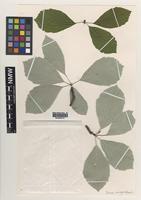 Holotype of Sorbus saxicola T.C.G.Rich [family ROSACEAE]