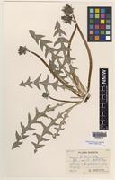 Isotype of Taraxacum fusciflorum H.Øllg. [family ASTERACEAE]