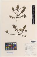 Isotype of Taraxacum subnaevosum A.J.Richards [family ASTERACEAE]