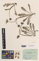 Isotype of Taraxacum oellgaardii C.C.Haw. [family ASTERACEAE]