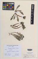 Isotype of Taraxacum berthae C.C.Haw [family ASTERACEAE]