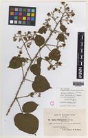 Isolectotype of Rubus adamsii Sudre [family ROSACEAE]
