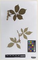 Isotype of Rubus anglocandicans A.Newton [family ROSACEAE]