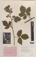 Paratype of Rubus anglofuscus Edees [family ROSACEAE]