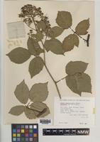 Paratype of Rubus proiectus A.Beek [family ROSACEAE]