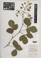 Holotype of Rubus aquarum A.Newton & M.Porter [family ROSACEAE]