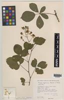 Paratype of Rubus aquarum A.Newton & M.Porter [family ROSACEAE]