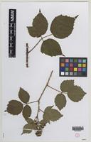 Isotype of Rubus atrebatum A.Newton [family ROSACEAE]