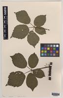 Isoparatype of Rubus bartonii A.Newton [family ROSACEAE]