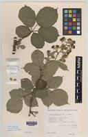 Paratype of Rubus boudiccae A.L.Bull & Edees [family ROSACEAE]