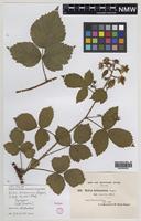 Syntype of Rubus britannicus W.M.Rogers [family ROSACEAE]